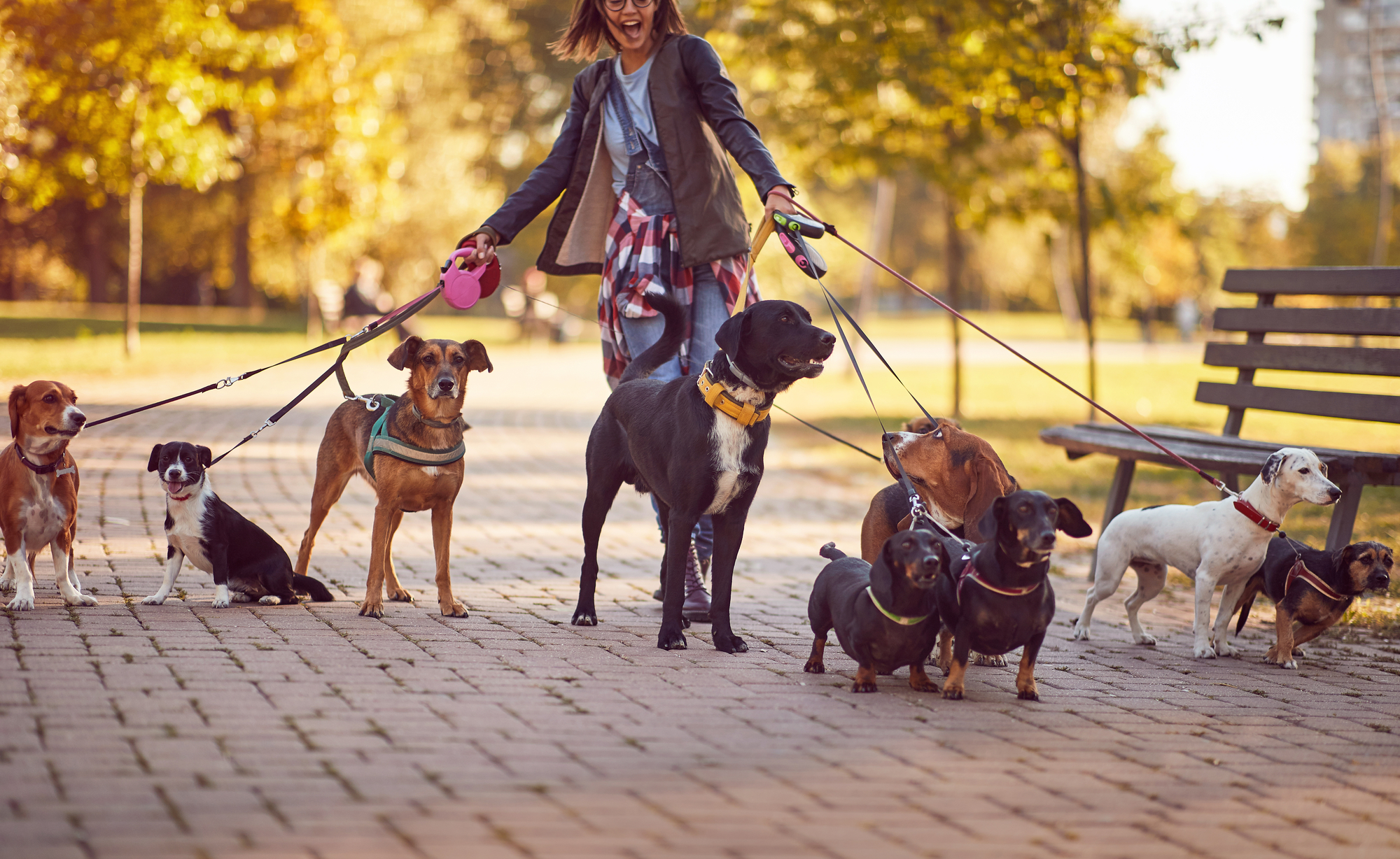 dogs walking in the park and enjoying with dog walker